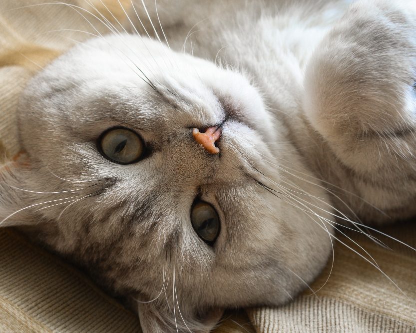Relaxed grey cat lying on its back
