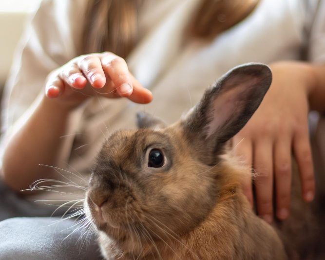 Child stroking a pet rabbit at home